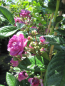 Preview: Rosa Rosemarie Viaud